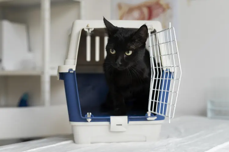 Baru Pelihara Kucing? Ini 3 Starter Kit Penting yang Nggak Boleh Terlewat