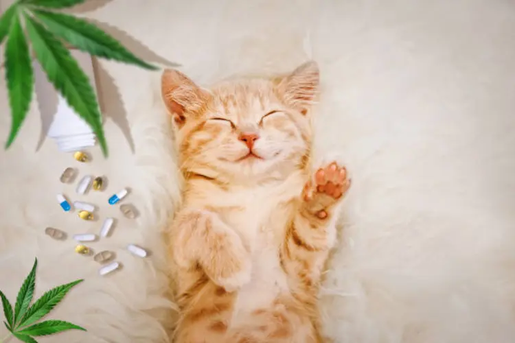 7 Rahasia Cara Memberikan Vitamin untuk Kucing yang Susah Makan