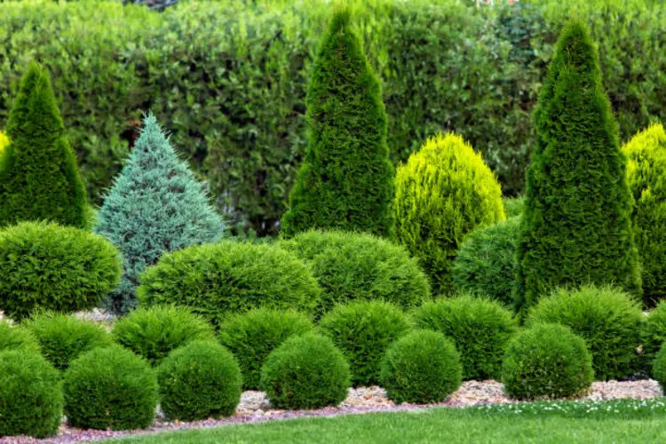 10 Tips Potong dan Menata Rumput Taman agar Terlihat Estetik dan Rapi