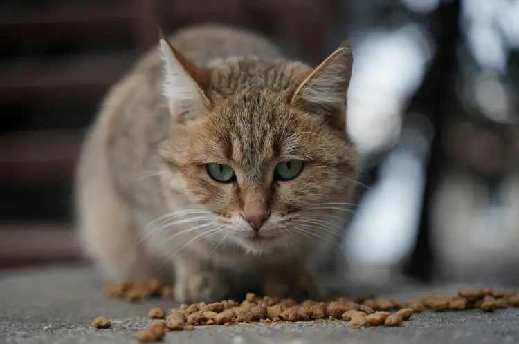 Gigi Kucing Kinclong? Rahasianya Ada di Dry Food!