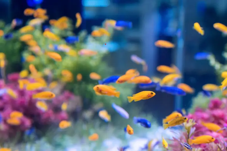 7 Jenis Ikan Hias Cantik yang Cocok untuk Akuarium Kecil