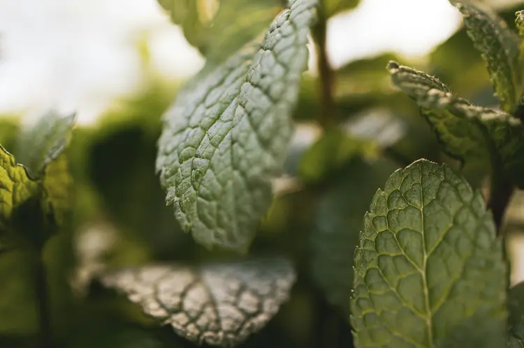 Spearmint atau Peppermint? Temukan Khasiat Teh Herbal Favoritmu