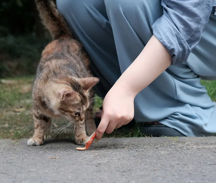 Kucing Jalanan atau Peliharaan? Semua Suka Creamy Treats Stick!