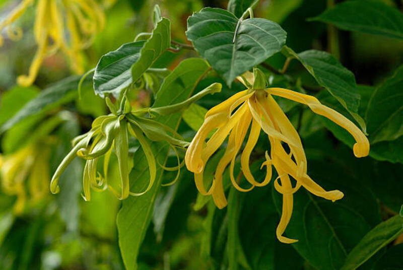 yellow flower , ylang-ylang (cananga odorata (lamk.) - ylang-ylang potret stok, foto, & gambar bebas royalti