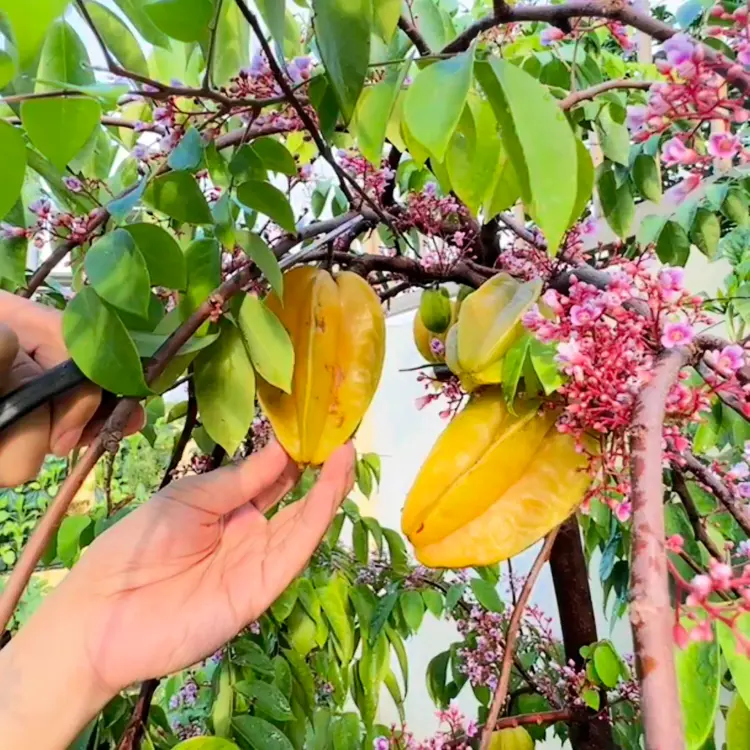INFARM - Pupuk Organik Cair Pupuk Tanaman Pupuk Penyubur Buah / Bunga 500mL POC