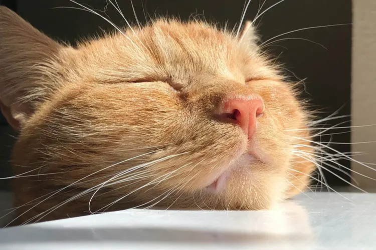 Kenali Whisker Fatigue, Masalah yang Sering Dialami Kucing