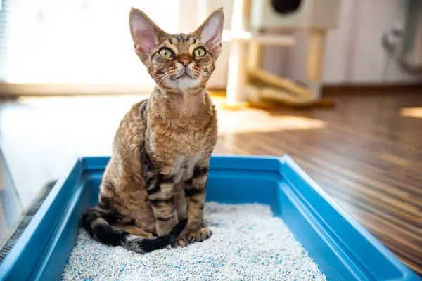 5 Cara Membersihkan Toilet Kucing agar Bebas Bau dan Tetap Higienis