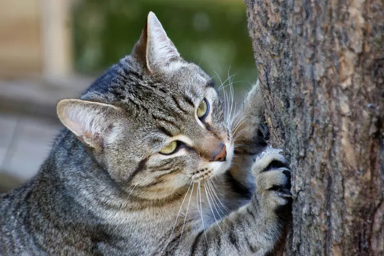 Jangan Marahi Kucing yang Menggaruk! Ini 5 Alasannya