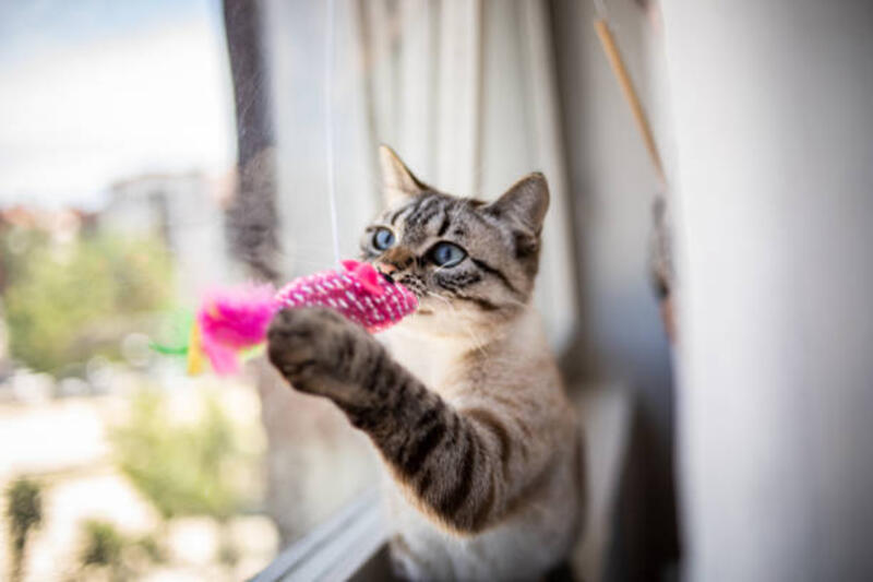 seekor kucing domestik thailand yang cantik duduk di dekat jendela dan melihat ke luar - mainan kucing potret stok, foto, & gambar bebas royalti