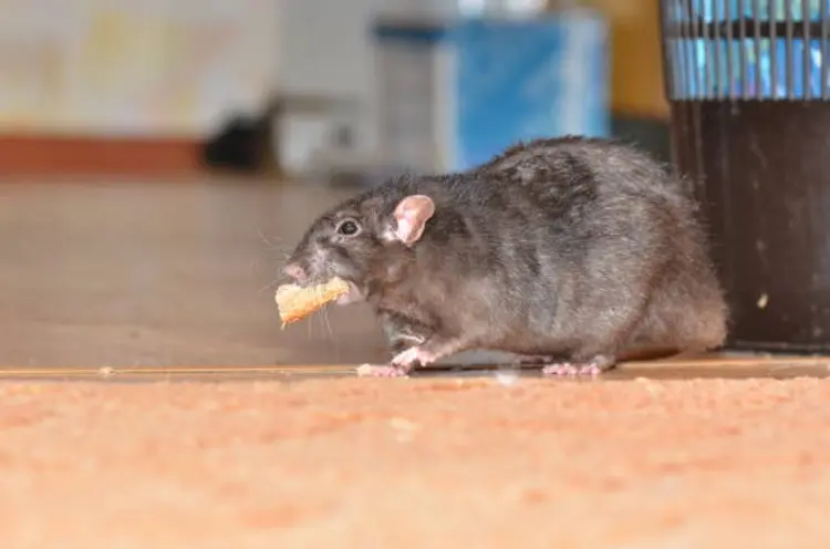 Cara Membasmi Tikus dengan Cepat dan Mencegahnya Kembali ke Rumah