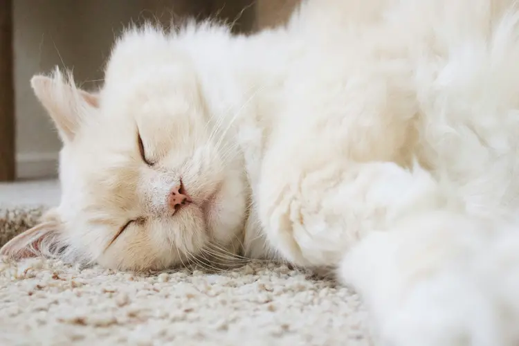 Dari Kurus Jadi Gemas: Cara Bikin Kucing Sehat & Berbulu Lebat