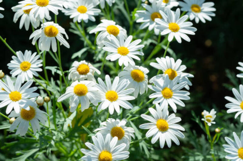daisies blooming in the fields, beautiful white. - chamomile potret stok, foto, & gambar bebas royalti