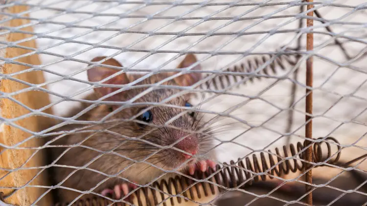 Lupakan Tikus Mati dan Bau Busuk! Alat Ini Usir Tikus Tanpa Perlu Ribet