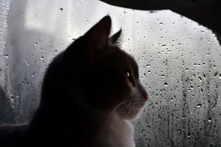 Jangan Biarkan Kucing Flu di Musim Hujan, Ini Cara Mengatasinya