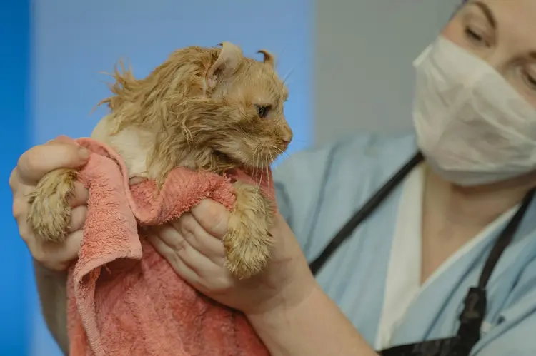 Rahasia Efektivitas Obat Kutu Kucing! Jangan Sampai Salah Langkah Sebelum dan Sesudah Mandi