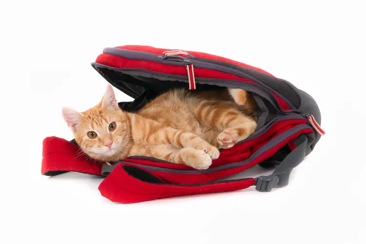 Perbedaan Pet Cargo, Carrier, dan Backpack untuk Kucing