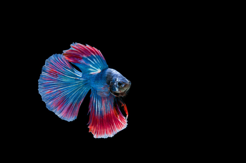 8c7d2706-4d18-46f8-88da-f603e9e1b7e9.png