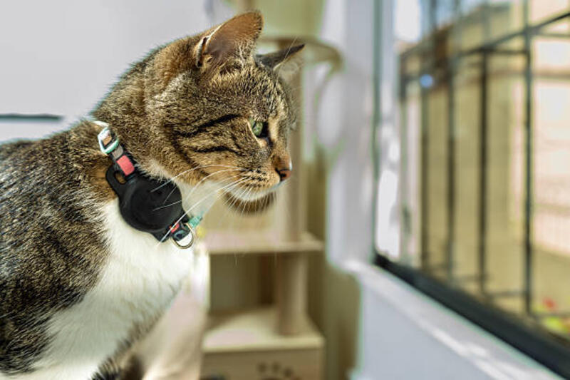 Tabby cat wearing gps tracker looking out window Curious tabby cat wearing a gps tracker gazing out the window, observing the vibrant world beyond with keen interest and alertness pet tracker stock pictures, royalty-free photos & images
