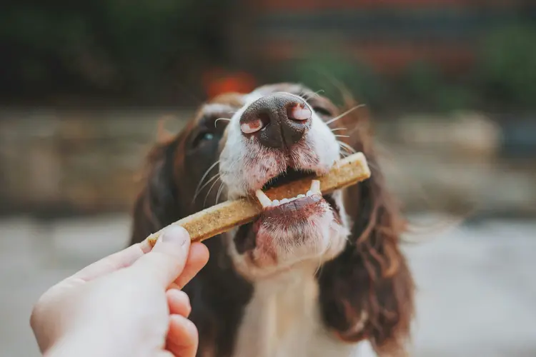 Snack Anjing untuk Gigi Sehat? Ada, dong! Cek di Sini!