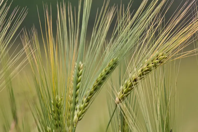 Kenapa Harus Coba Barley Grass? Ini 8 Manfaat yang Bikin Takjub