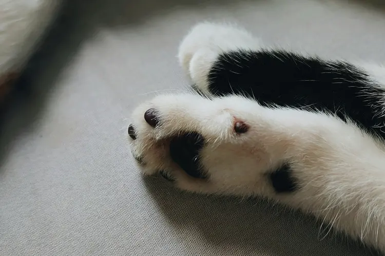 Awas! Kaki Kucing Kotor Bawa Penyakit, Waktunya Grooming Total!