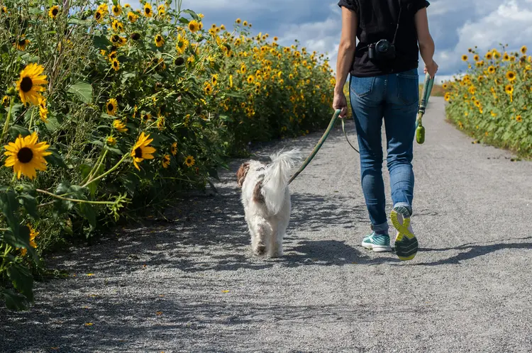 Jangan Sampai Kotoran Anjing Bikin Lingkungan Tercemar, Sedia Kantong Khusus Sekarang!