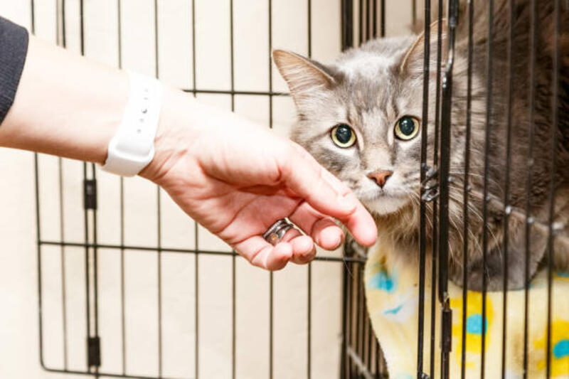 Hand Petting Scared Cat in Cage Hand of a woman petting a scared and shy cat that is lying in a cage at a shelter pet cage stock pictures, royalty-free photos &amp; images