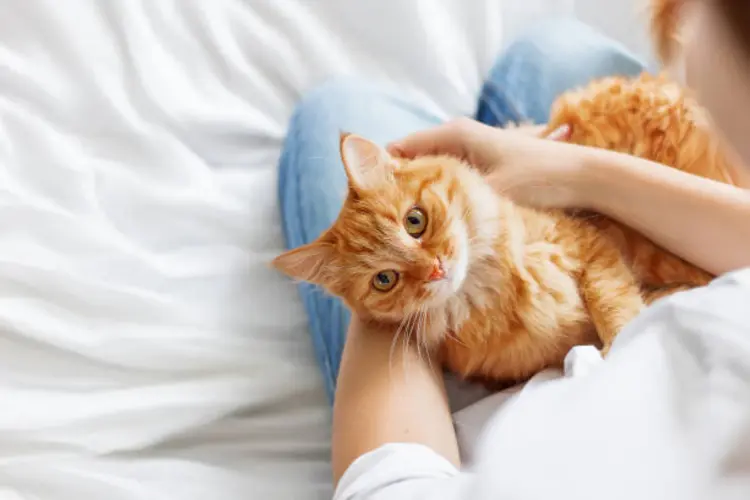Baru Pertama Kali Pelihara Kucing? Ini 5 Perlengkapan yang Harus Kamu Miliki!