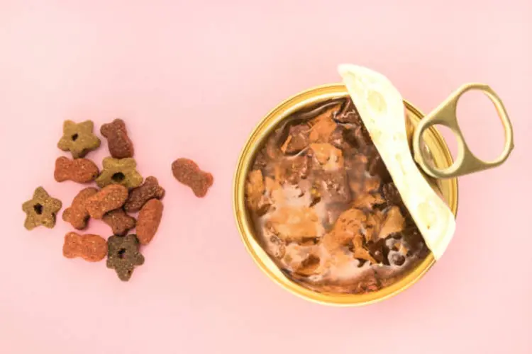 Makanan Kucing Basah vs Kering, Mana yang Lebih Baik untuk Anabul?