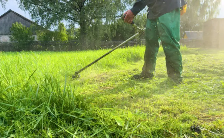 Tips Memotong Rumput di Halaman Rumah Pakai Mesin
