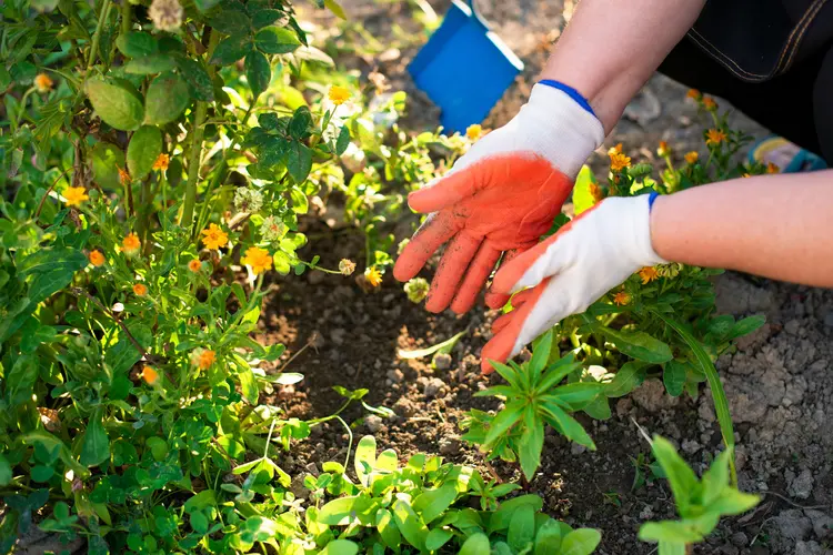 Kebun Subur Tanpa Ribet? Ini Kombinasi Pupuk yang Efektif