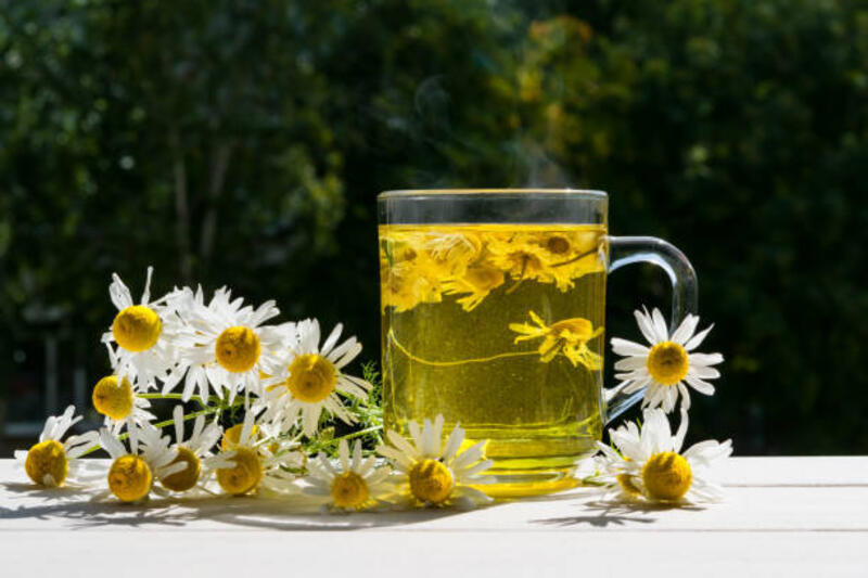 Cangkir kaca dengan rebusan chamomile tanaman obat di ambang jendela di musim panas, konsep gaya hidup sehat,