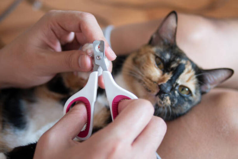 pemilik kucing atau veterian memotong kuku kucing sebagai manikur perawatan hewan peliharaan - gunting kuku kucing potret stok, foto, & gambar bebas royalti