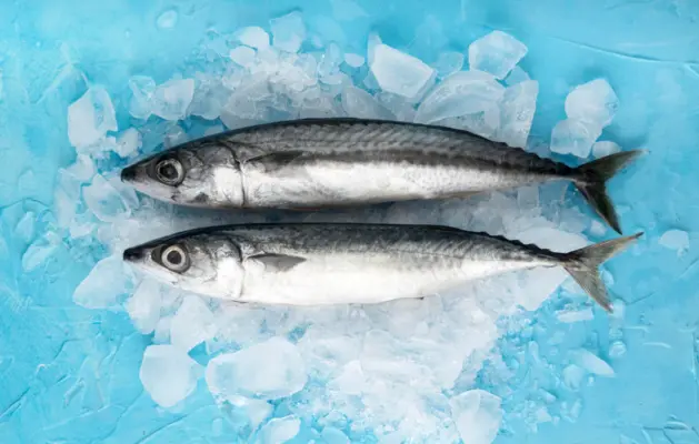 Cara Menyimpan Ikan di Kulkas Agar Awet dan Tetap Fresh