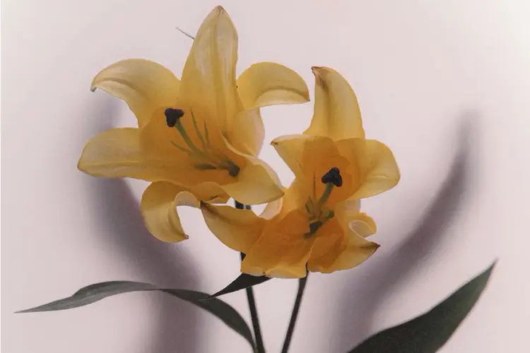 2 Parfum Lokal Paling Laris dari ODD Fragrance, Cek Reviewnya!