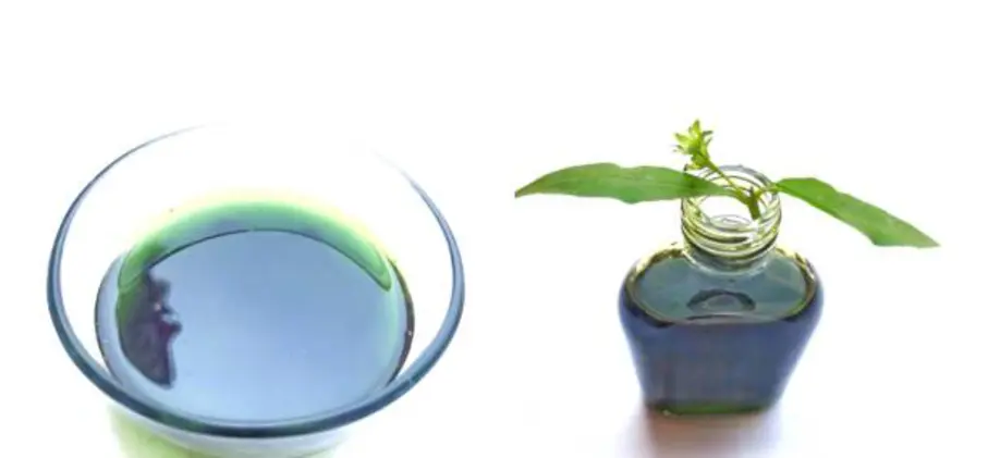 Minyak Urang Aring Bukan Cuma Bikin Rambut Lebat