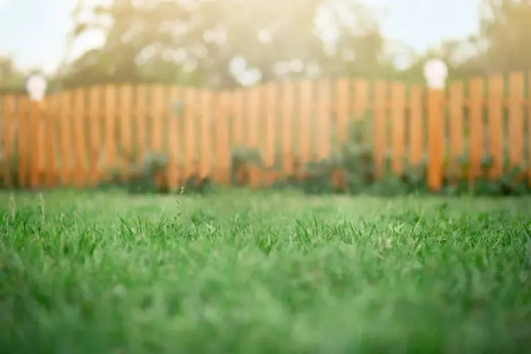 Berapa Lama Rumput Tumbuh Setelah Dipotong? Ini Penjelasannya!