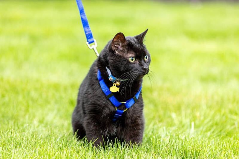 Black Cat on Leash Sitting In Grass Looking Around A black cat on a leash sitting in the grass looking around. pet leash stock pictures, royalty-free photos &amp; images