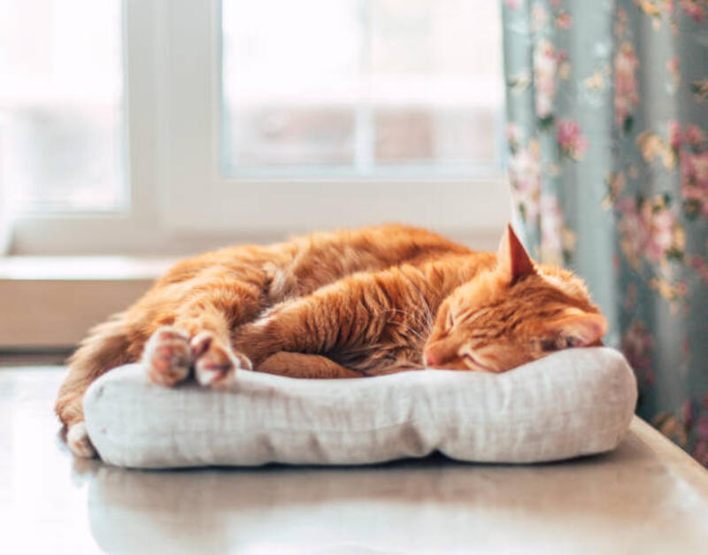 ginger-cat-sleeping-on-gray-pillow-on-a-table-near-wooden-window-animal-theme-orange-funny.jpg (612×480)