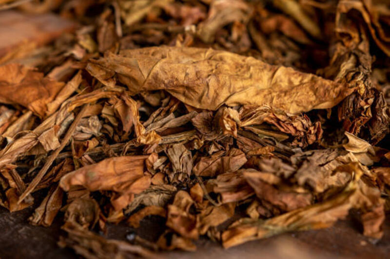 daun tembakau kuba kering - tobacco leaf potret stok, foto, & gambar bebas royalti