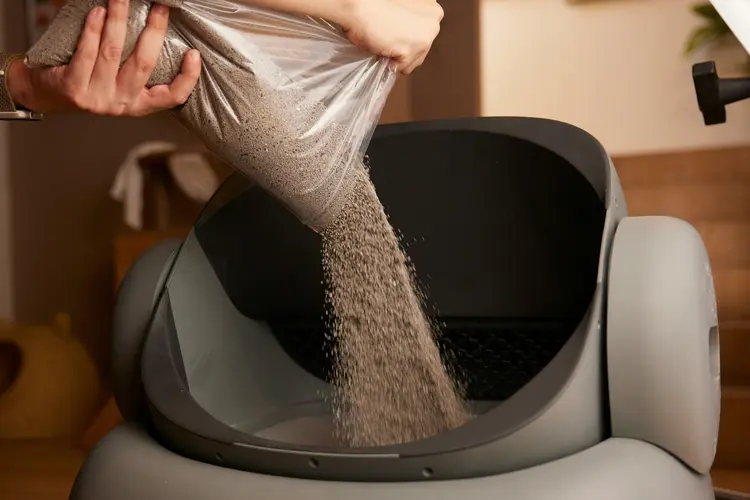 Kenapa Litter Box Penting? Jawaban untuk Kesehatan & Kebersihan Kucing